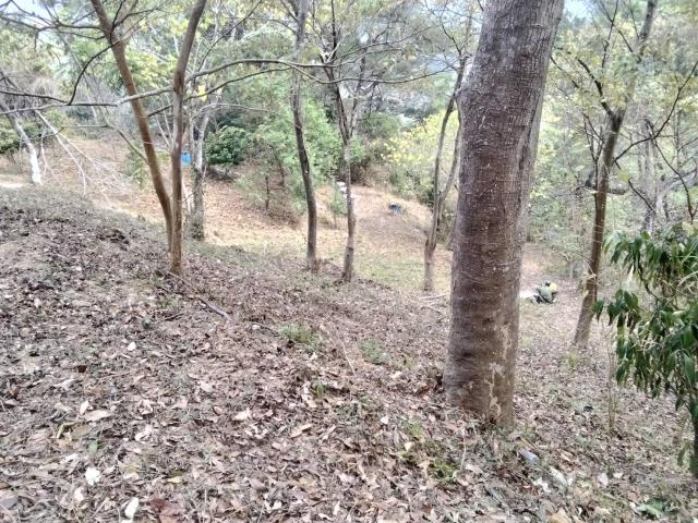 台中太平農地-13