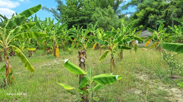 台南左鎮農地-5