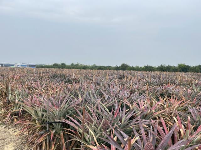 嘉義大林農地-2