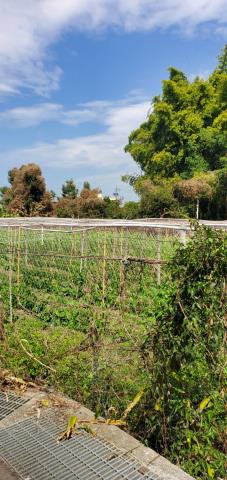 台中東勢農地-2