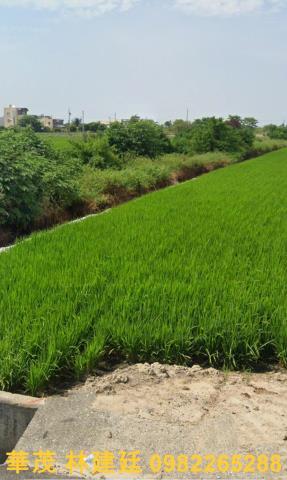 新港農地法拍-4