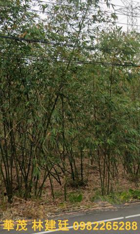 梅山法拍農地-4