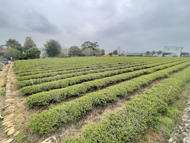 南投名間農地-4