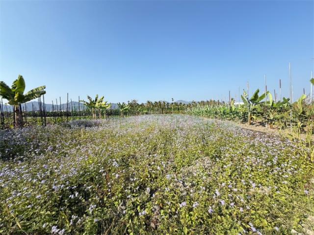 高雄美濃農地-2