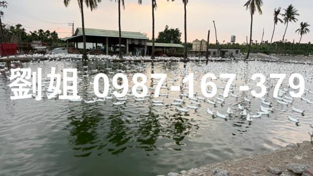 屏東內埔農地-1