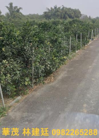 嘉義大林農地法拍-5