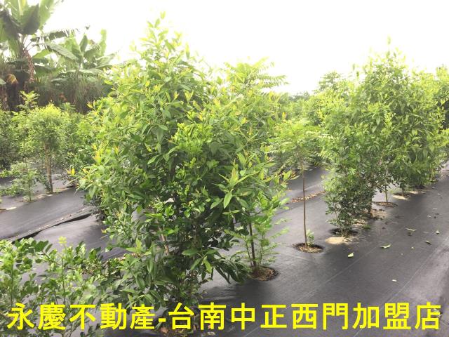 台南玉井農地-11