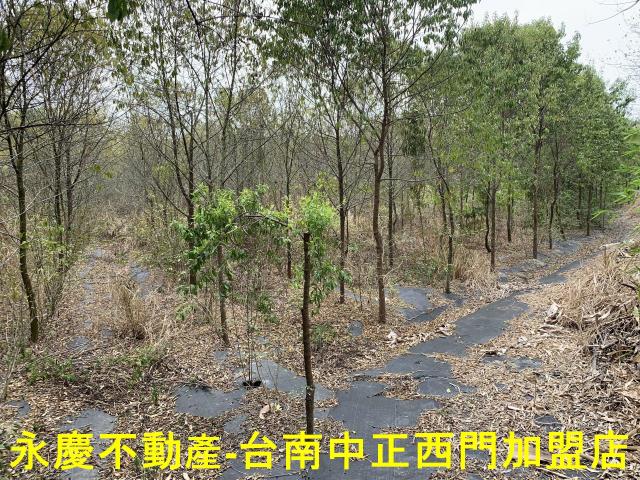 台南玉井農地-1