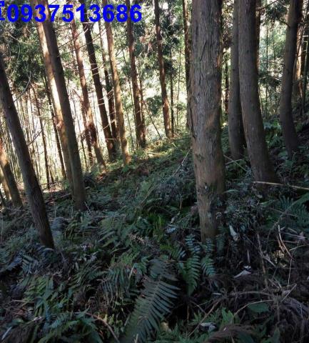 新竹原住民保留地-6