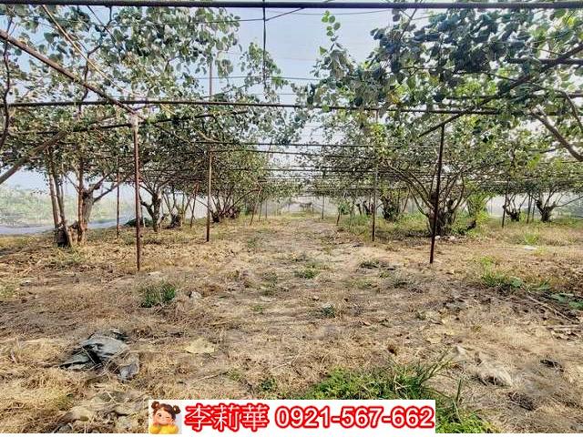 高雄燕巢農地-9