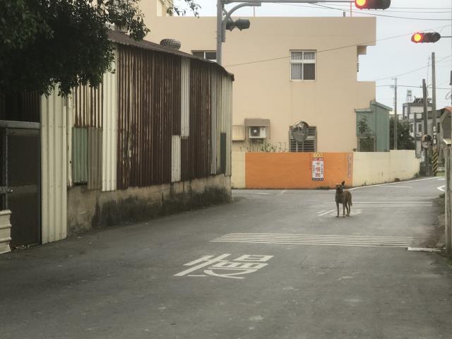 彰化和美農地-8