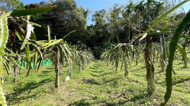 新竹峨眉農地-8