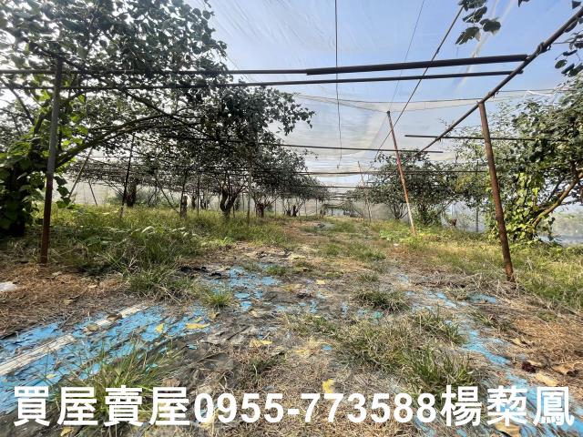 高雄燕巢農地-13