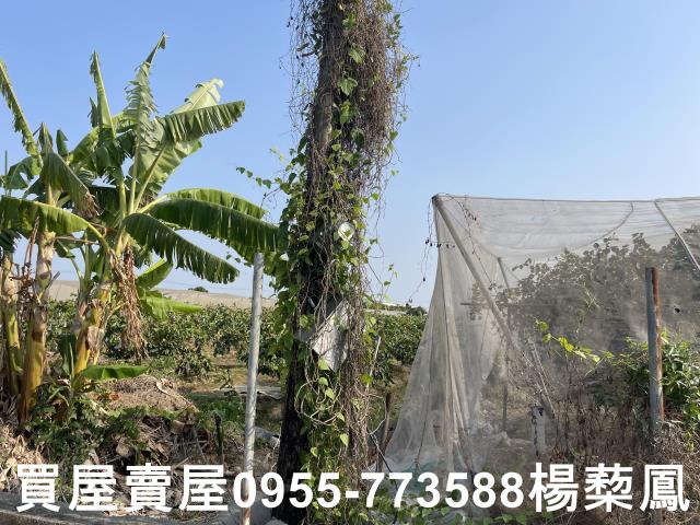 高雄燕巢農地-3