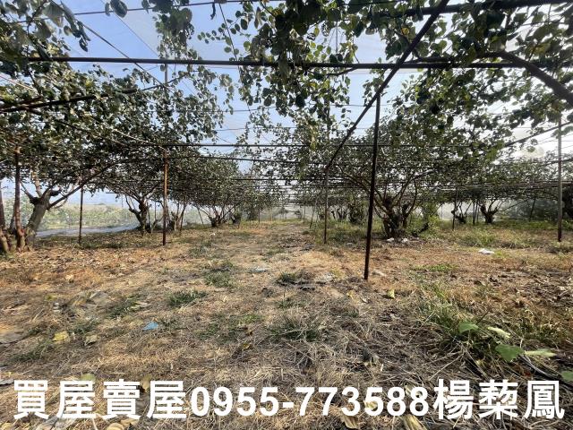 高雄燕巢農地-6