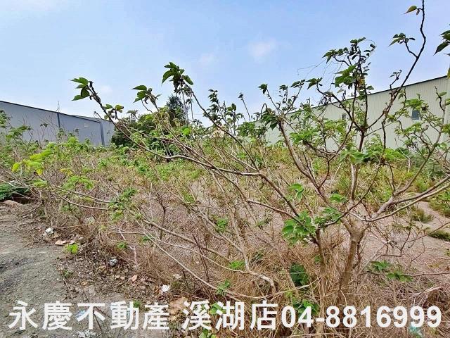 福興農地-4
