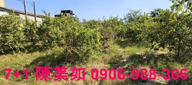 大社農地-1