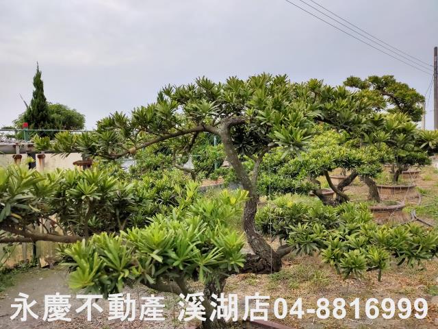 埤頭農地-8