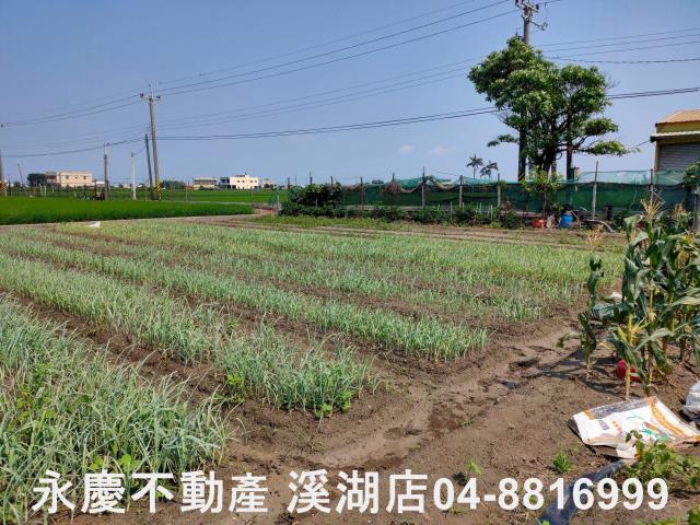 彰化埔鹽農地-3