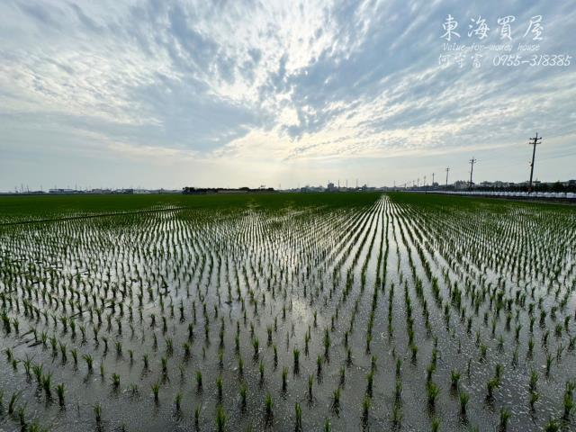 龍井農地-10