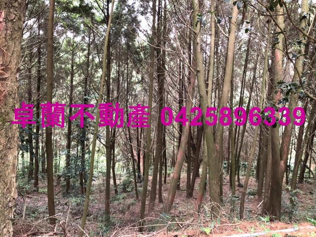 卓蘭林地-11