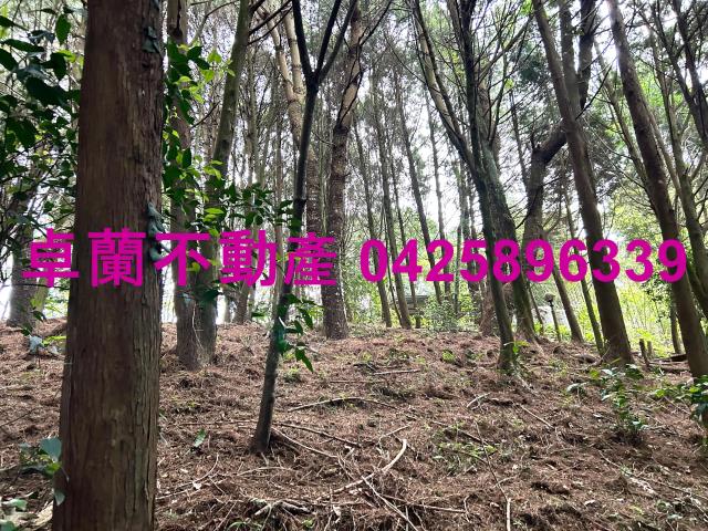 卓蘭林地-7