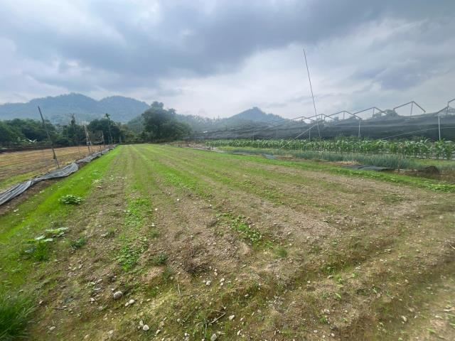 魚池農地-10