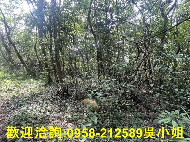 苗栗三義山坡地-3