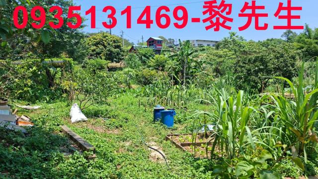 峨眉林地-14
