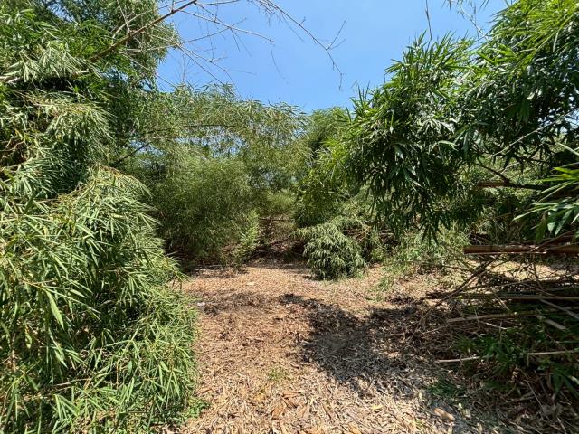 嘉義大林農地-4