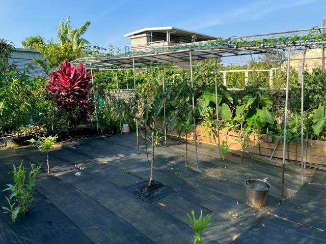 新屋農地-2