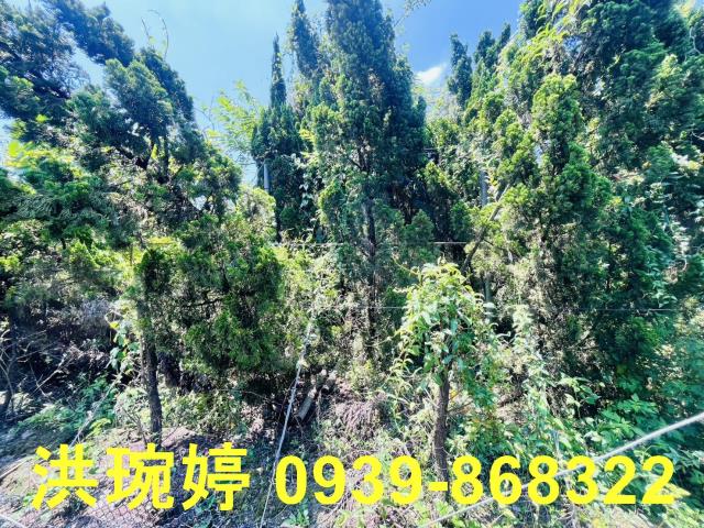 埔心農地-6