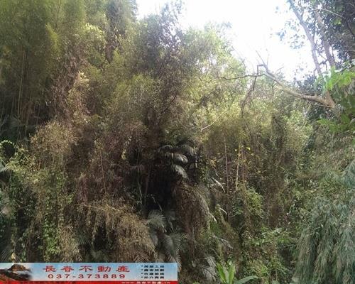 苗栗農地-4