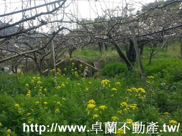 卓蘭農地-1