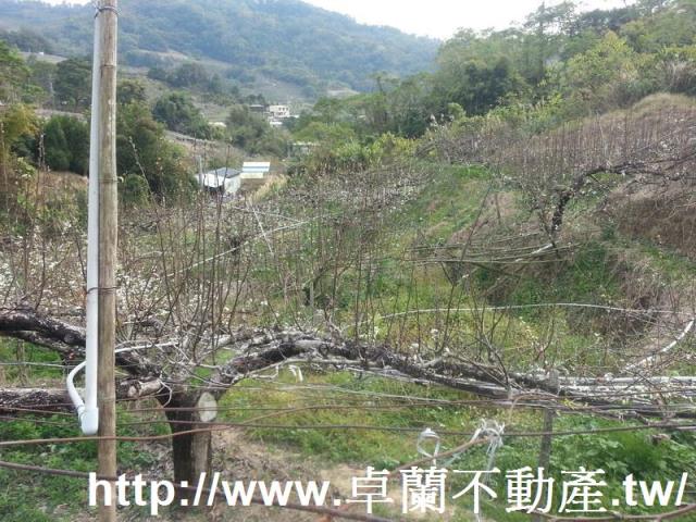 卓蘭農地-4