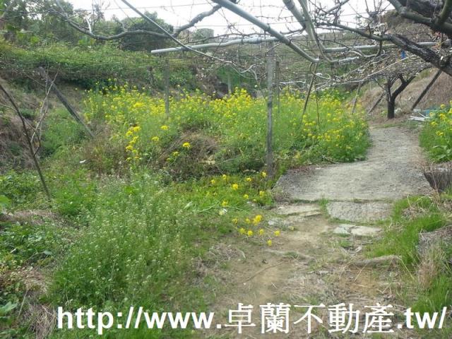 卓蘭農地-5