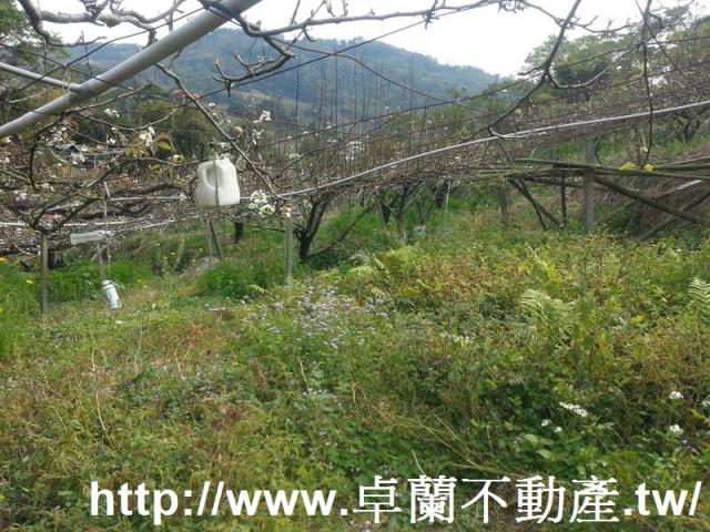 卓蘭農地-7