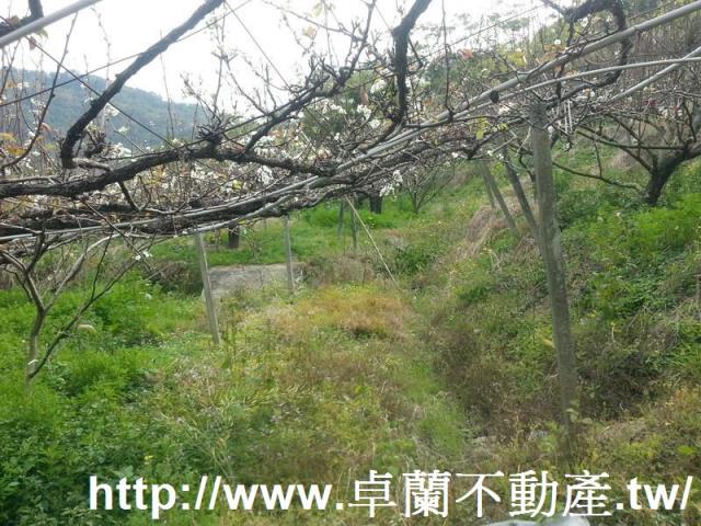 卓蘭農地-9