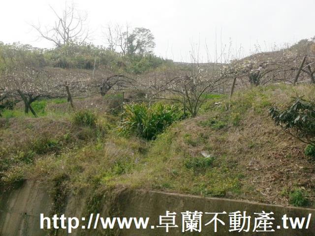 卓蘭農地-10